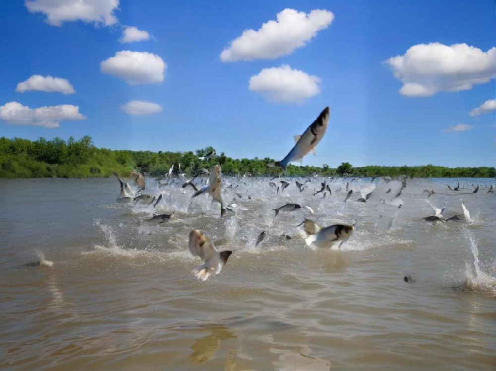 如何鑒別水產(chǎn)品中是否含有甲醛？