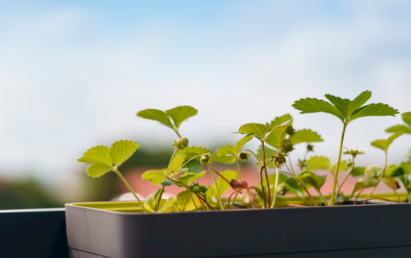 想要選擇高性價比的土壤養分檢測儀器？不妨看看這篇解析