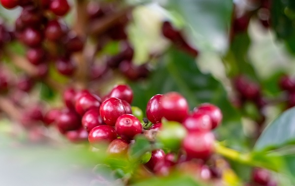 農(nóng)藥殘留檢測儀有哪些說明？蔬菜中農(nóng)藥殘留超標的原因