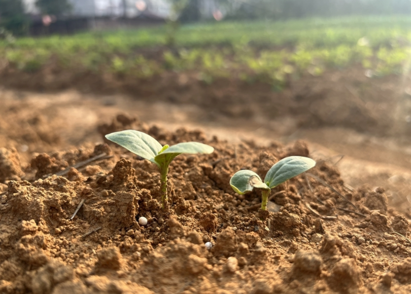 土壤重金屬速測儀的應用領域，土壤重金屬檢測儀的作用